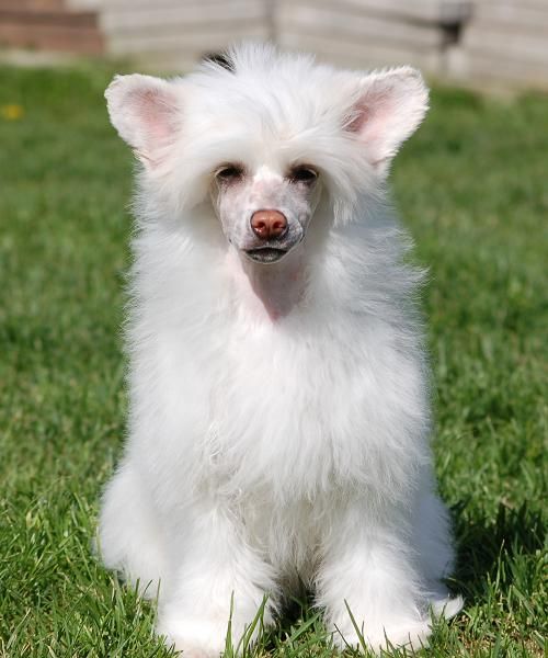 Koynaur's Just Heavenly