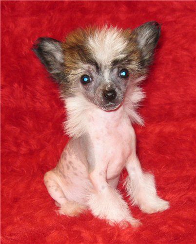 Flay Flau Fabrika Zvezd