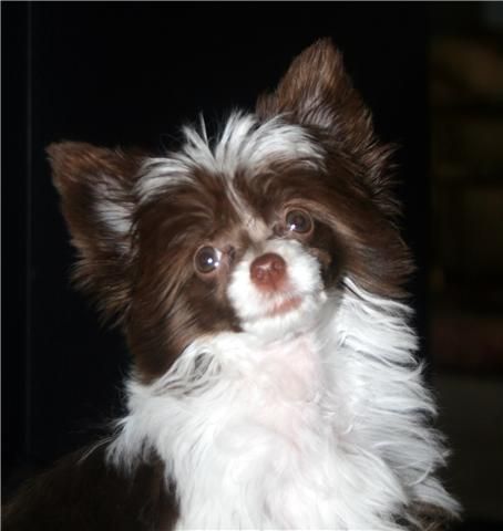 Crestyle C'est La Vie Joyland PP