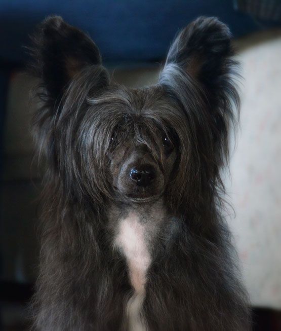 Cool Crowd's Fabulous Sara Tancredi