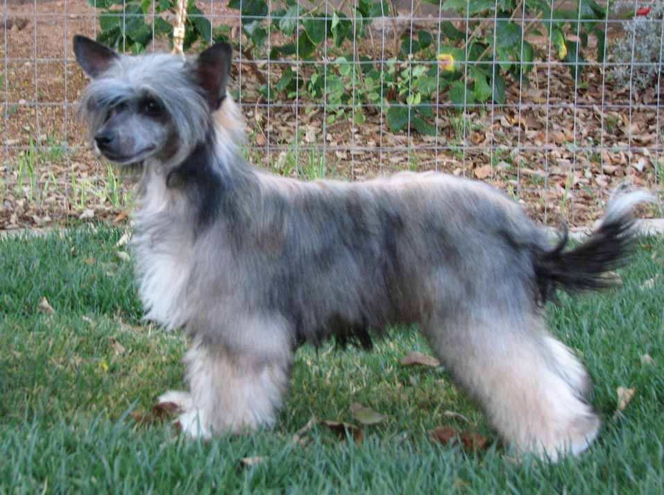 Crest-Vue Aint Dunwin'N Yet