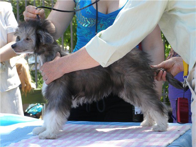 Mon Cher Petit Edelweiss Florissant