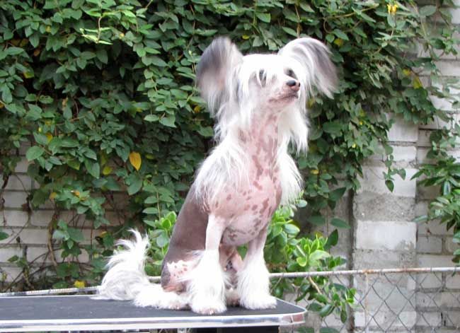 Fantastik Kashmir Estel Santa de Soleil