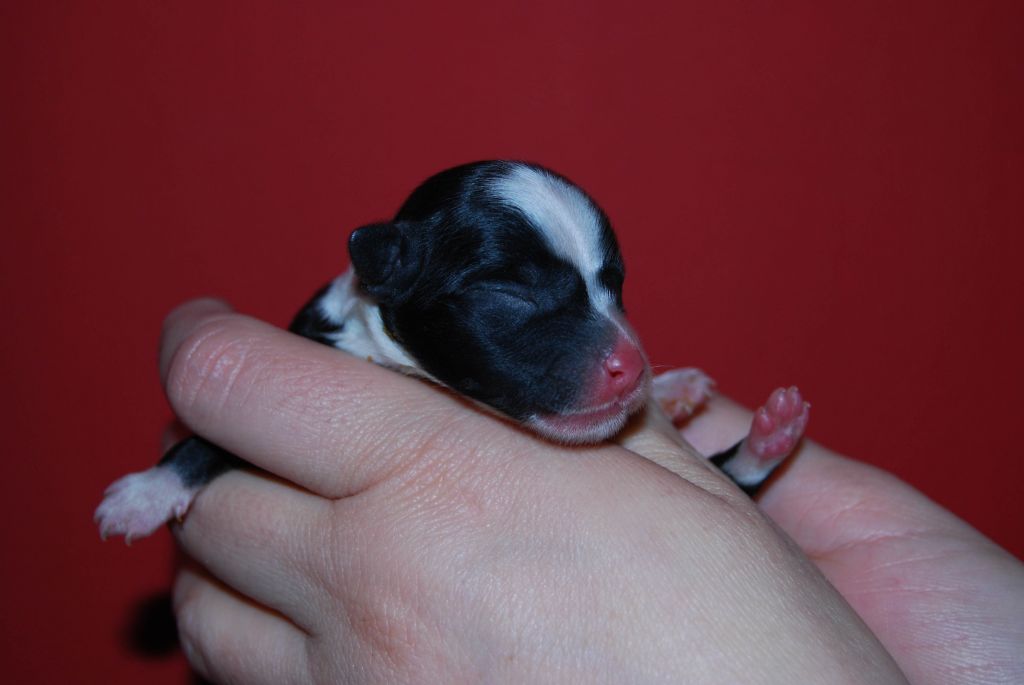 Cool Crowd's Holy it's Carlos Solis