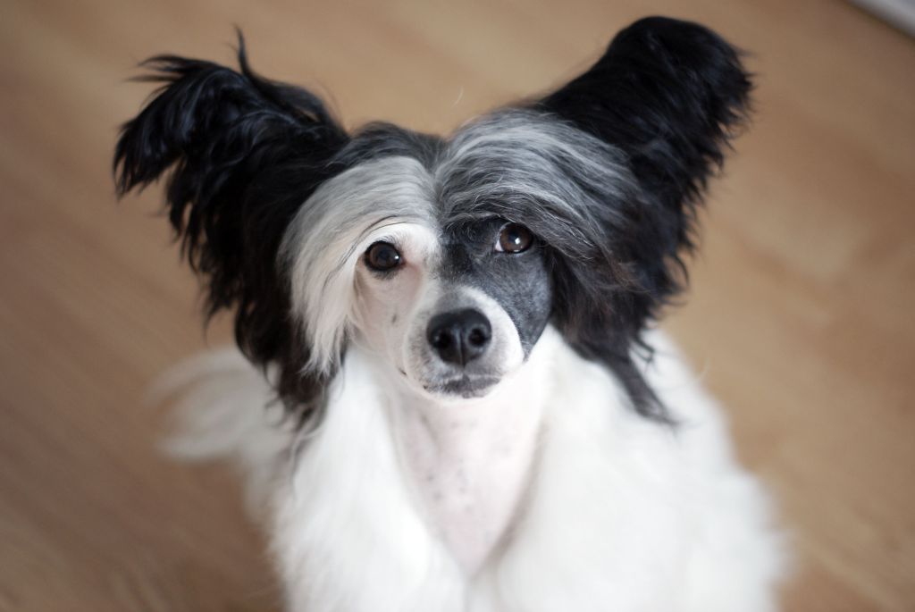 Cool Crowd's He's Mike Delfino