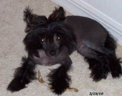 Sakkarra Dark Twilight