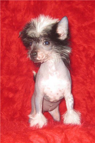 Angel O' Check Germiona