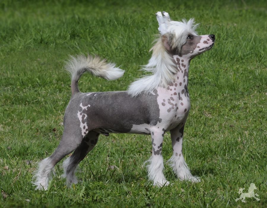 Sunstreaker Dose Me Up