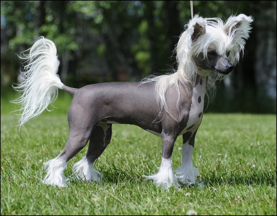 Sunstreaker Dreamweaver