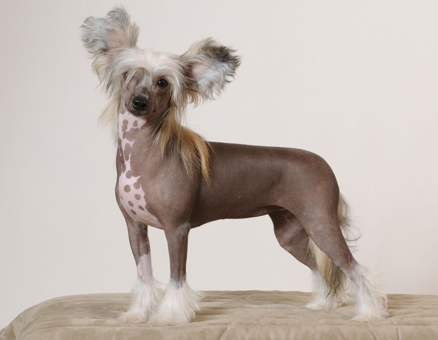 Sunstreaker Definitely Maybe