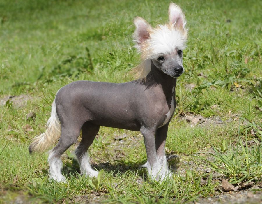 Sunstreaker Date With Destiny