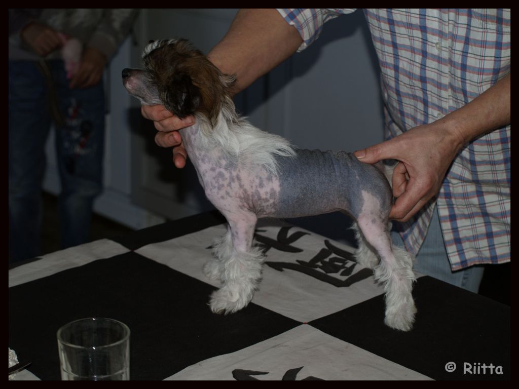 Sea Fire's Wenny-Bopper