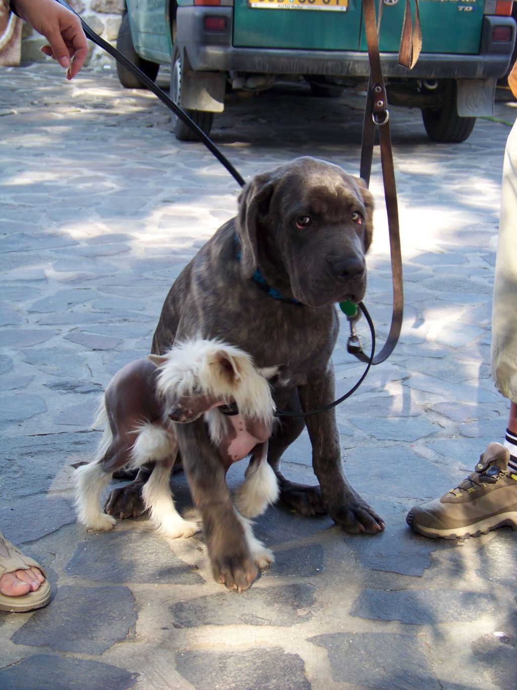 Alexandr z Mlýnského dvora