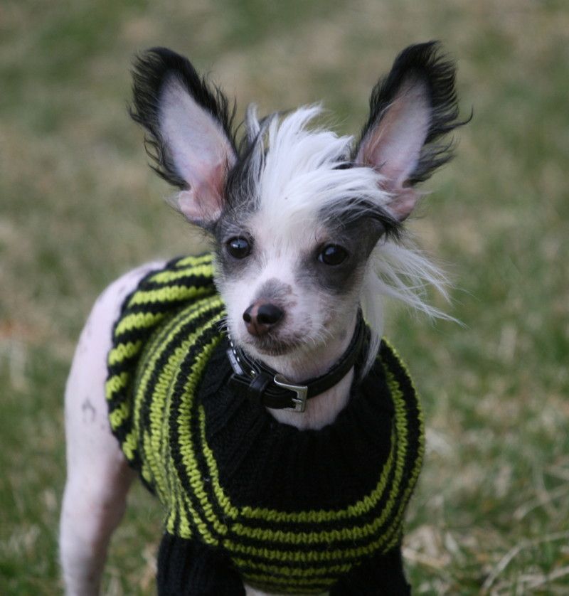 Dogs of Dark  Dum Dum Diddle