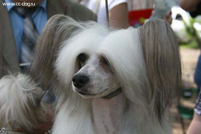 Fantastik Kashmir Key