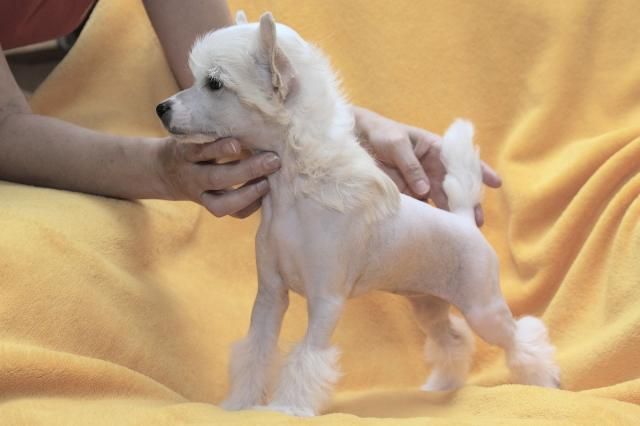 Annerose Senvert Hills