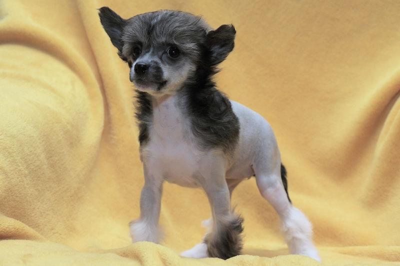 Angeline Senvert Hills