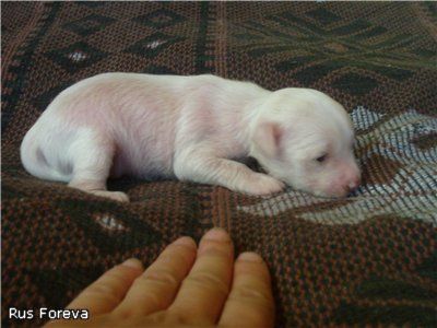 Rus Foreva  Tramantana