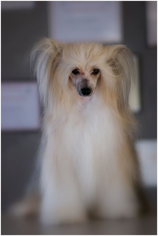 Day Dream Du Coeur Des Tenebres