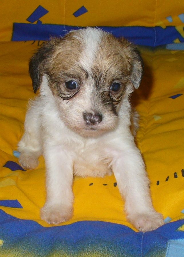  Lieto Armonia di Colori