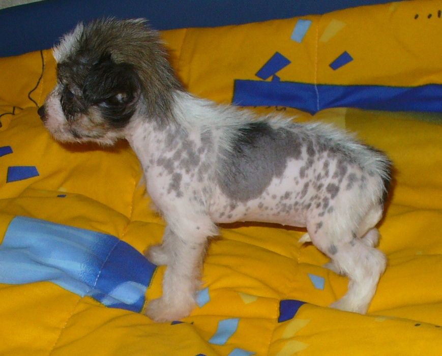 Luna Piena Armonia di Colori