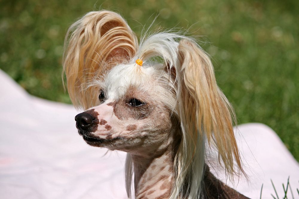 Sun-Hee's Pride n' Glory