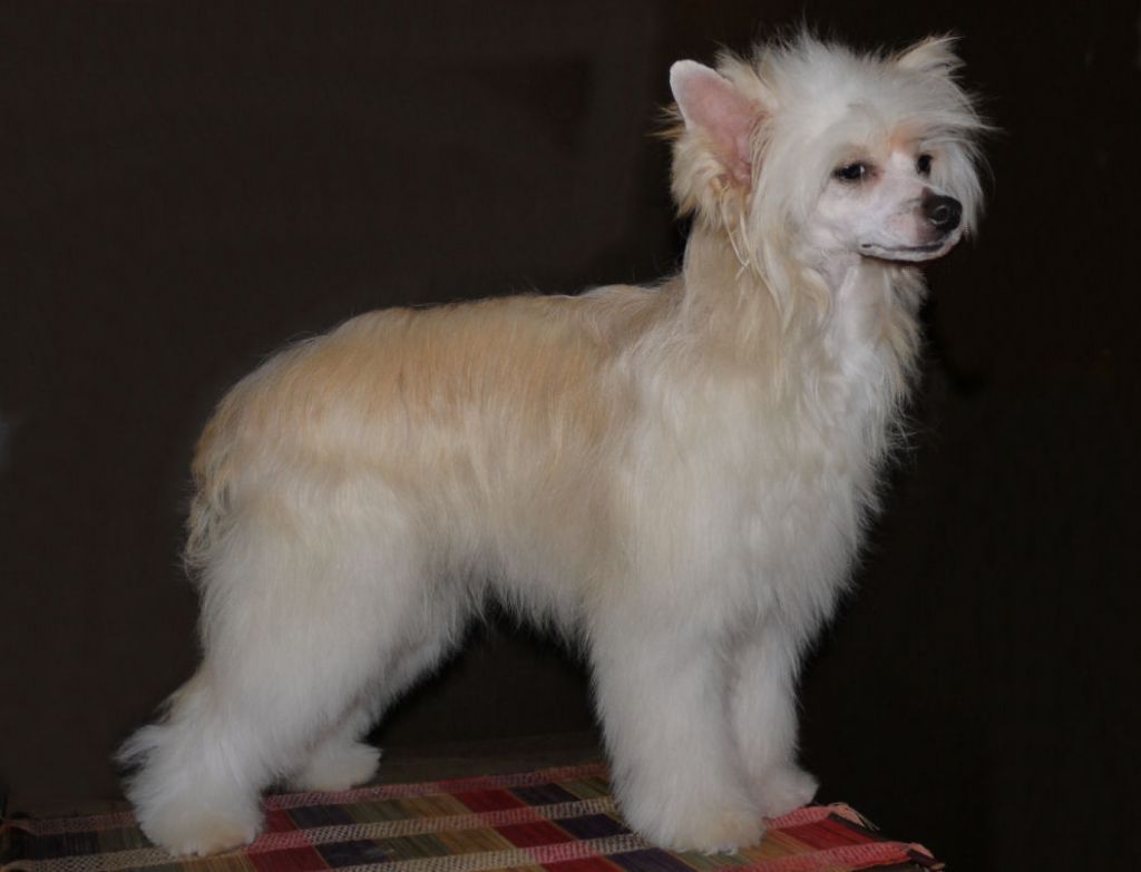 Active Amira Little Charmings