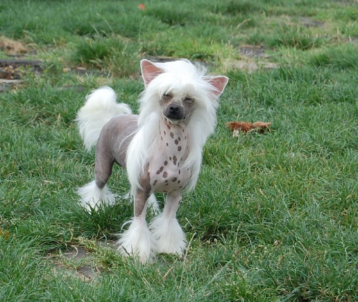 Obi Wan Kenobi Sub-O-Divo