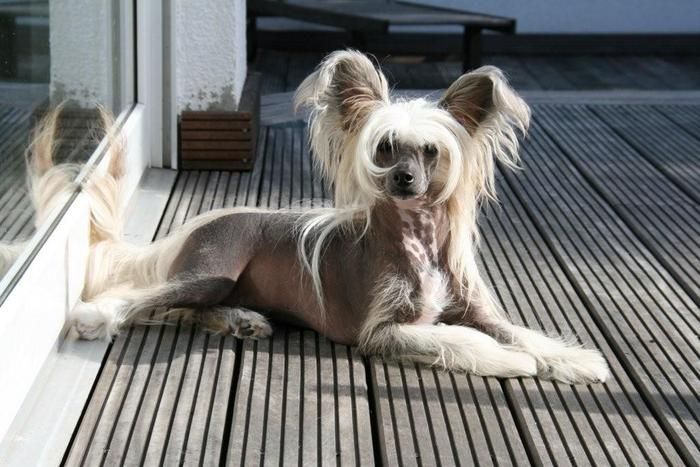 Feivel von den Windpferden