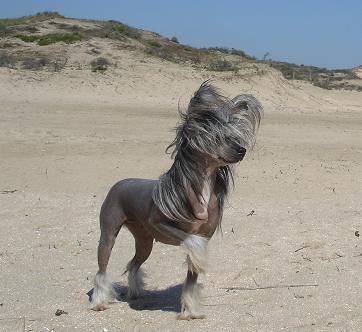 Vanitonia C'est La Vie