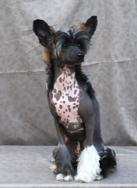 Maldinis Amazing Grace