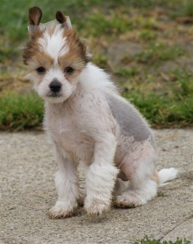 Maxwell Fantasy Island