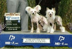 Sakkarra Peek A Blue I C Luvs4U