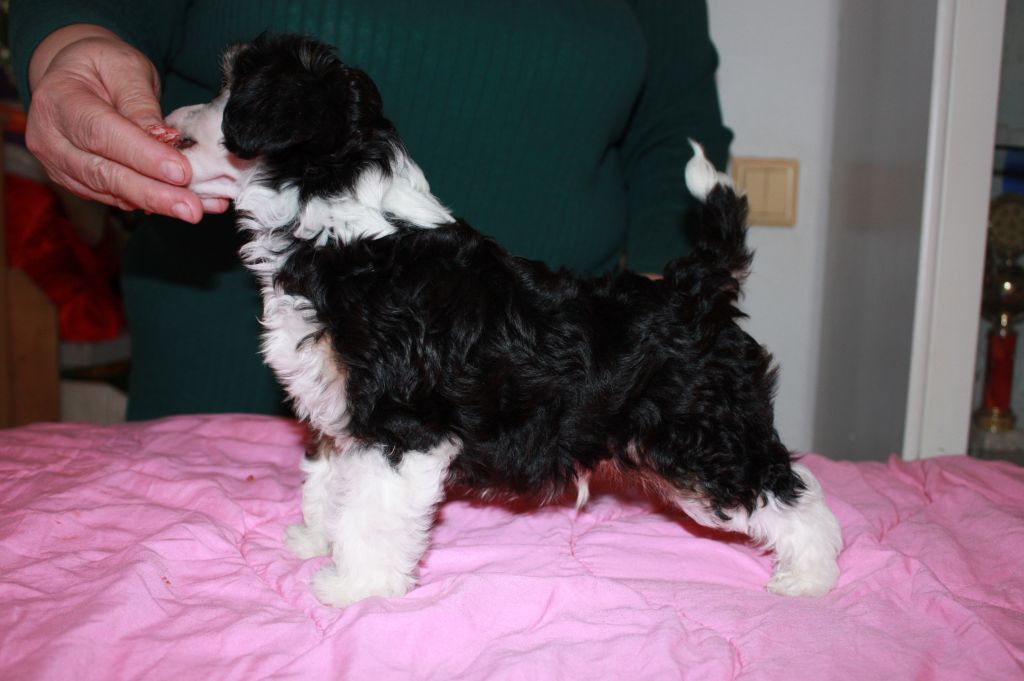 Zhannel's Push The Button