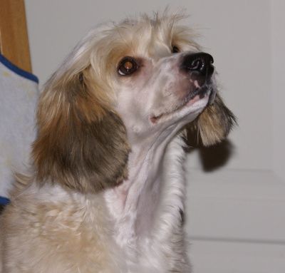 Bai Long's Happy Gone Lucky