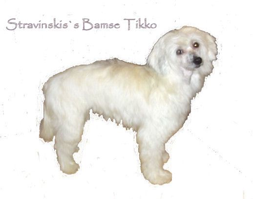 Stravinski's Bamse Tiko