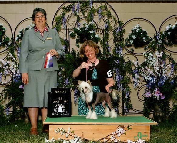 Improv Dreams Beauty School Dropout