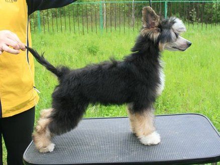 True Magnifisen Appolon