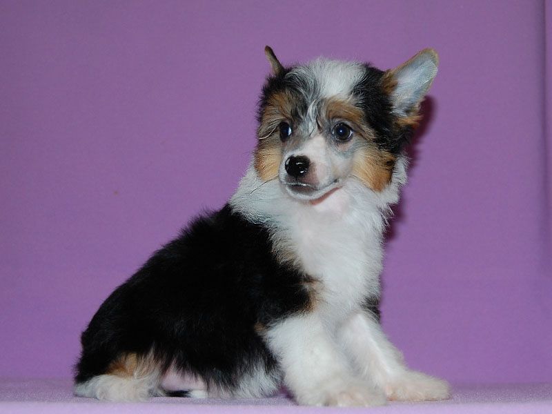 True Magnifisen Avallon