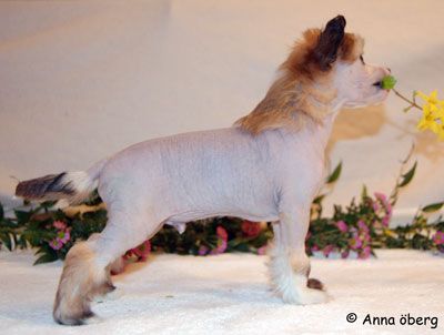 Bed'ykins Mistletoe Kiss