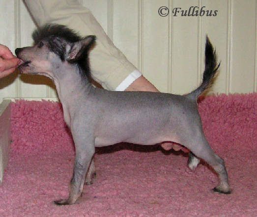 Fullibus Chanel Coco Mademoiselle