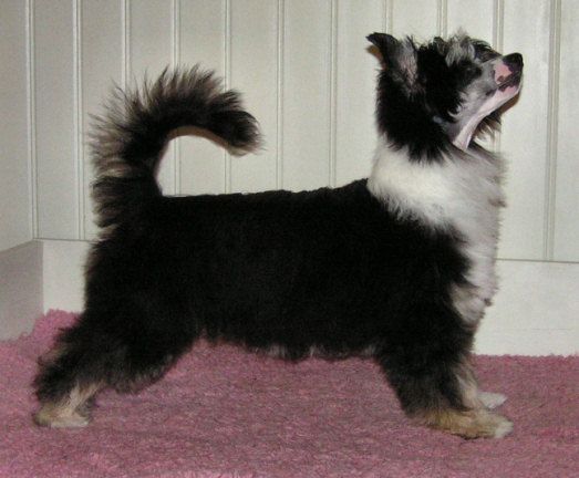 Fullibus Lancome Miracle Forever