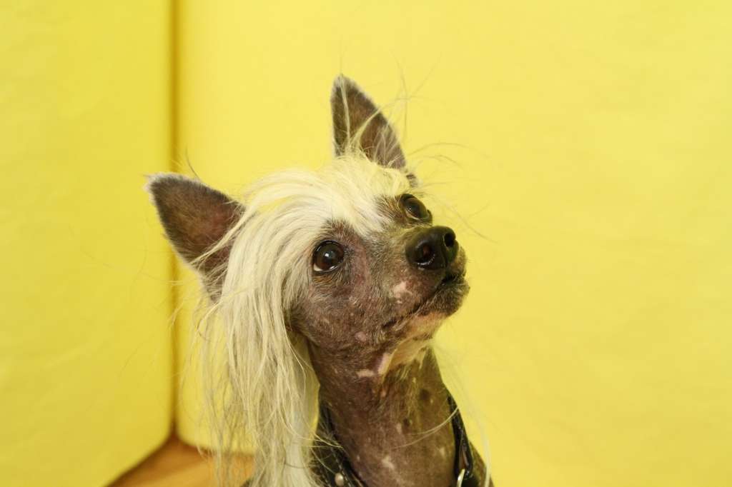 Rino Anne JP Kindly Heart Kou