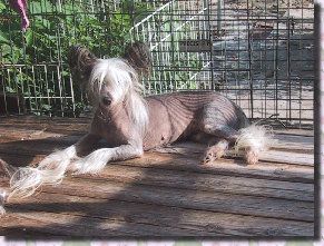 Rino Anne JP Baby Face Pigret