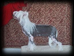 Rino Anne JP Naughty Girl Mousse