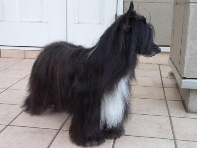 Rino Anne JP Razzle Dazzle