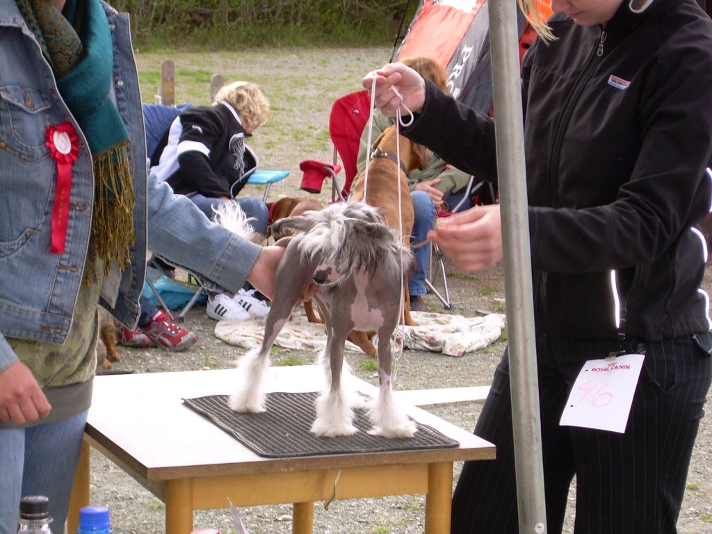 Bihultets All Night Pokerfejs