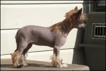 Sarita's lov Dog's Golden Eyes