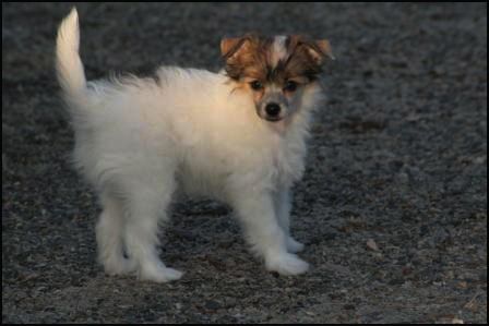 Sarita's lov Dog's Golden Diamond