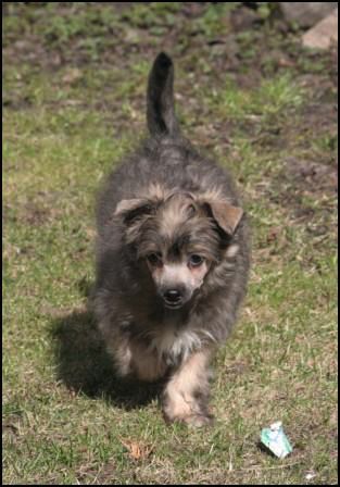 Sarita's lov Dog's Golden Pearl